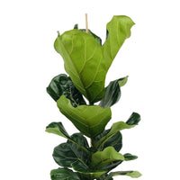 Geigen-Feige Ficus lyrata inkl. Weidenkorb, natürlich - Beliebte Zimmerpflanzen