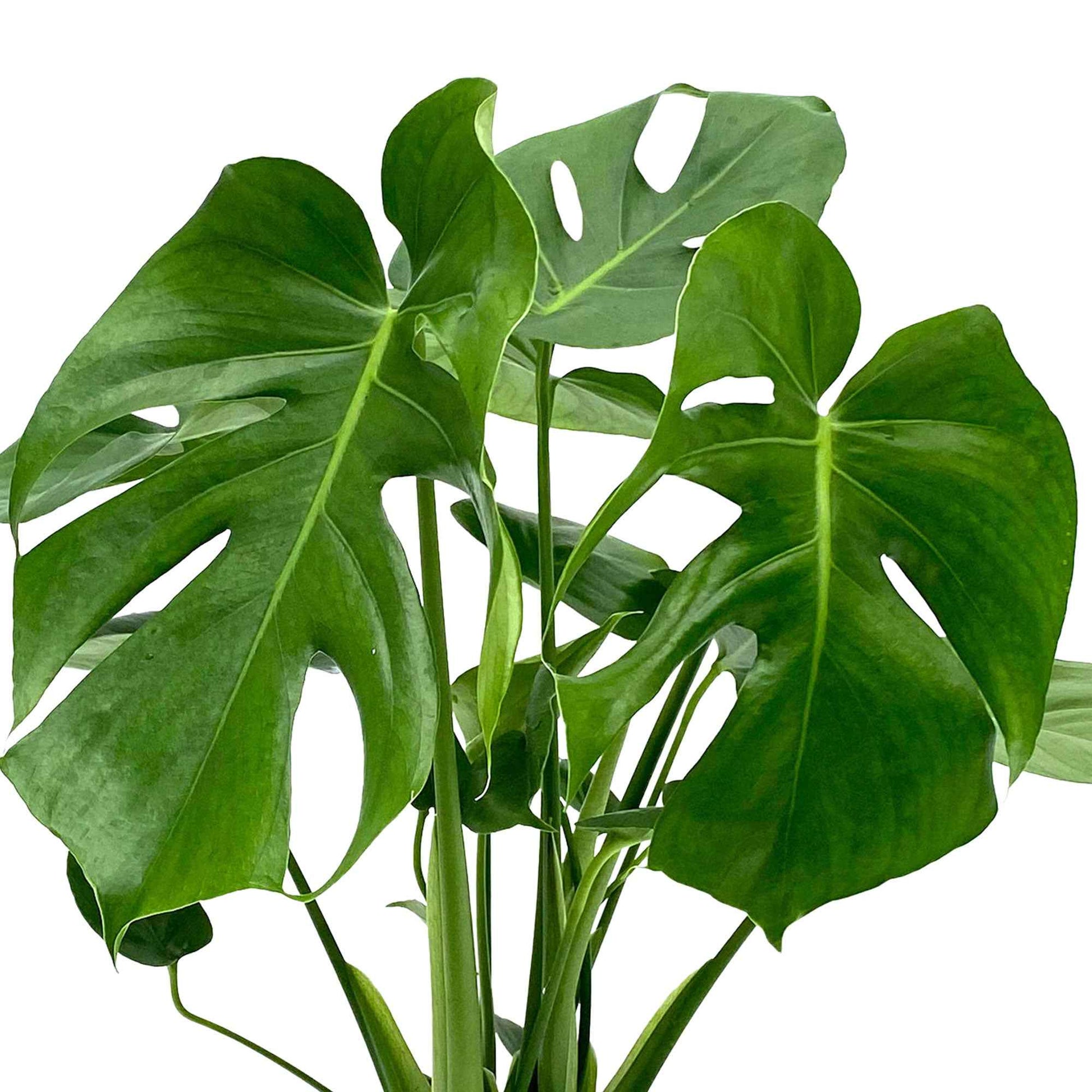 Lochpflanze Monstera deliciosa inkl. Weidenkorb, natürlich - Beliebte Zimmerpflanzen