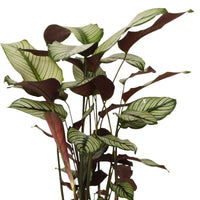 Schattenpflanze Calathea 'White Star' inkl. Weidenkorb, grau - Calathea