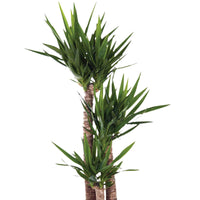 Palmlilie Yucca elephantipes inkl. Weidenkorb, grau - Einfache Zimmerpflanzen im Übertopf