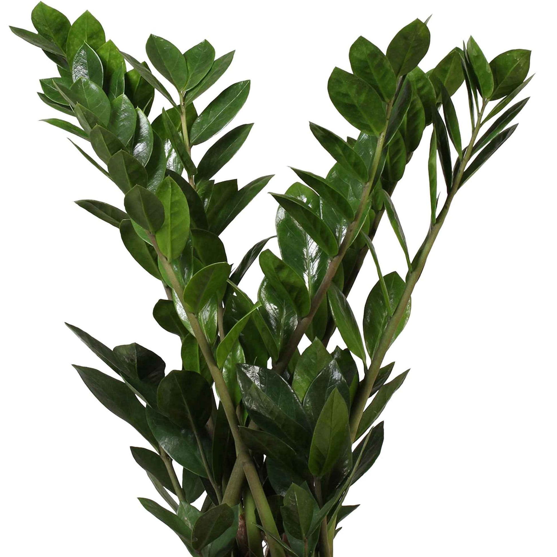 Glücksfeder Zamioculcas zamiifolia inkl. Weidenkorb, grau - Büropflanzen