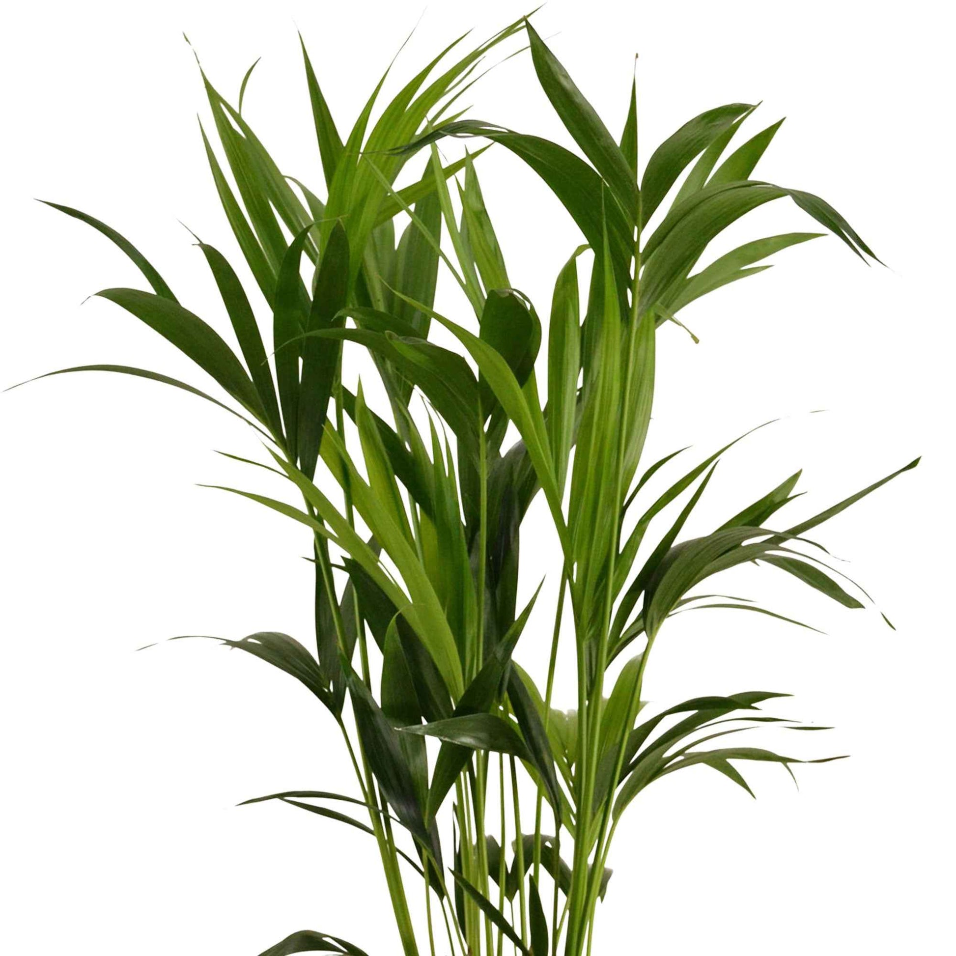 Zimmerpalme Howea forsteriana XL inkl. Weidenkorb, grau - Beliebte grüne Zimmerpflanzen