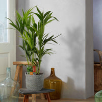 Zimmerpalme Howea forsteriana XL inkl. Weidenkorb, grau - Alle Pflanzen mit Topf