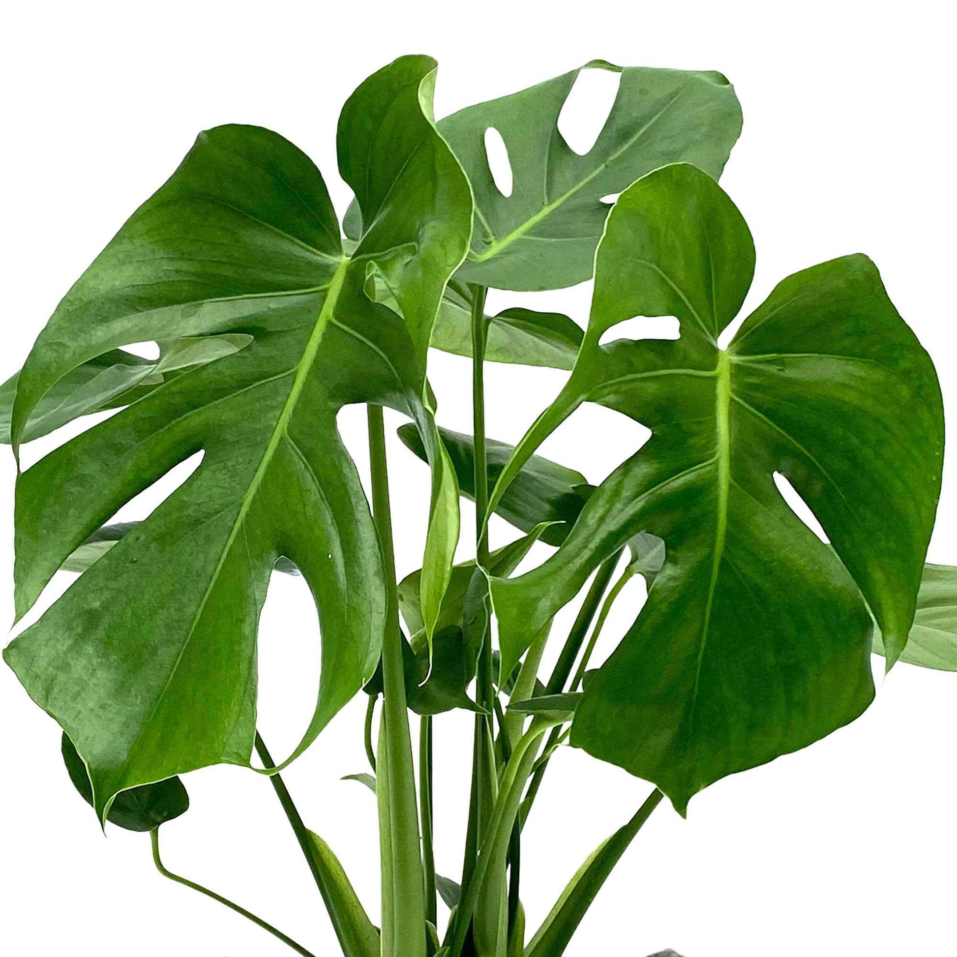 Lochpflanze Monstera deliciosa inkl. Weidenkorb, grau - Beliebte Zimmerpflanzen