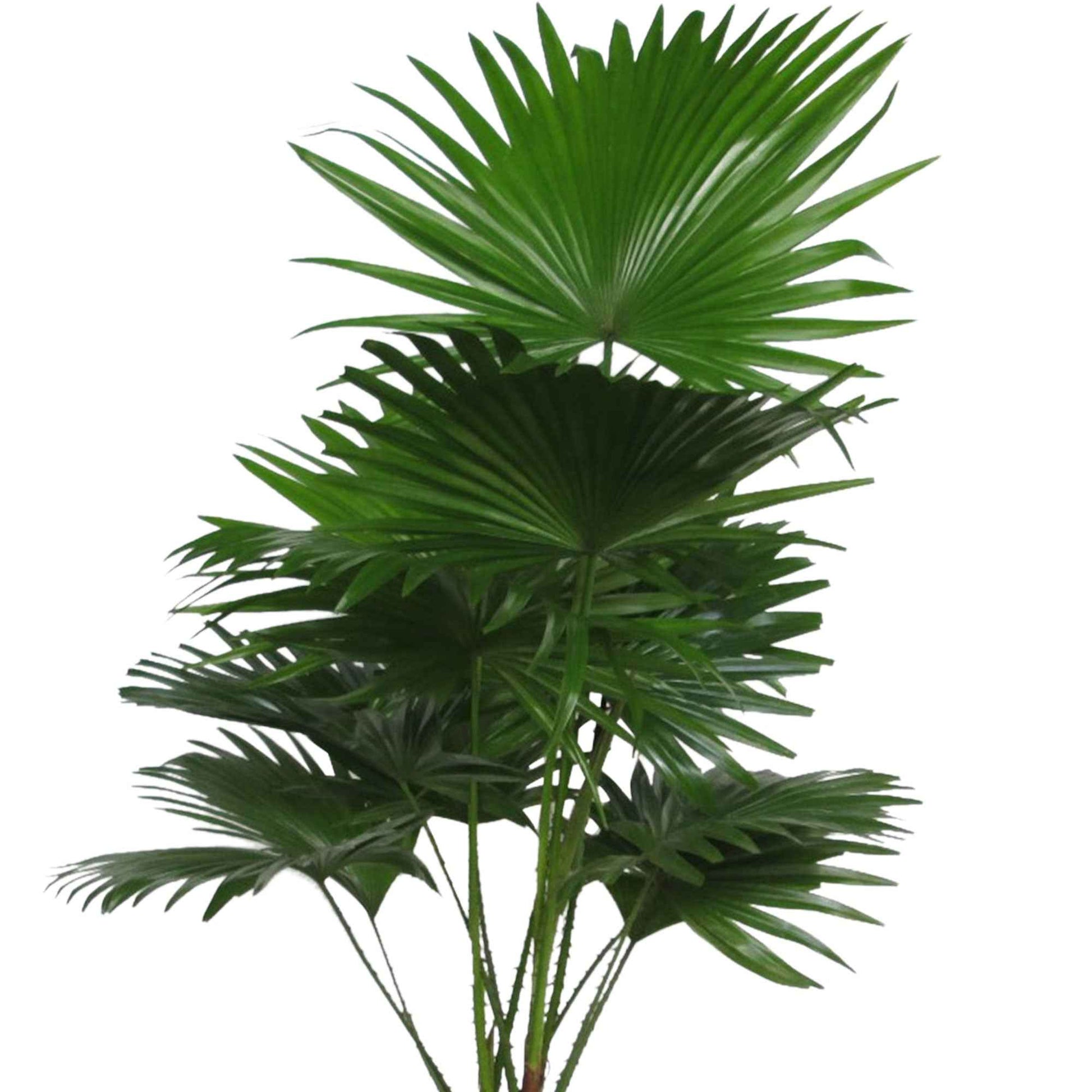 Kentia-Palme Livistona rotundifolia inkl. Weidenkorb, grau - Büropflanzen