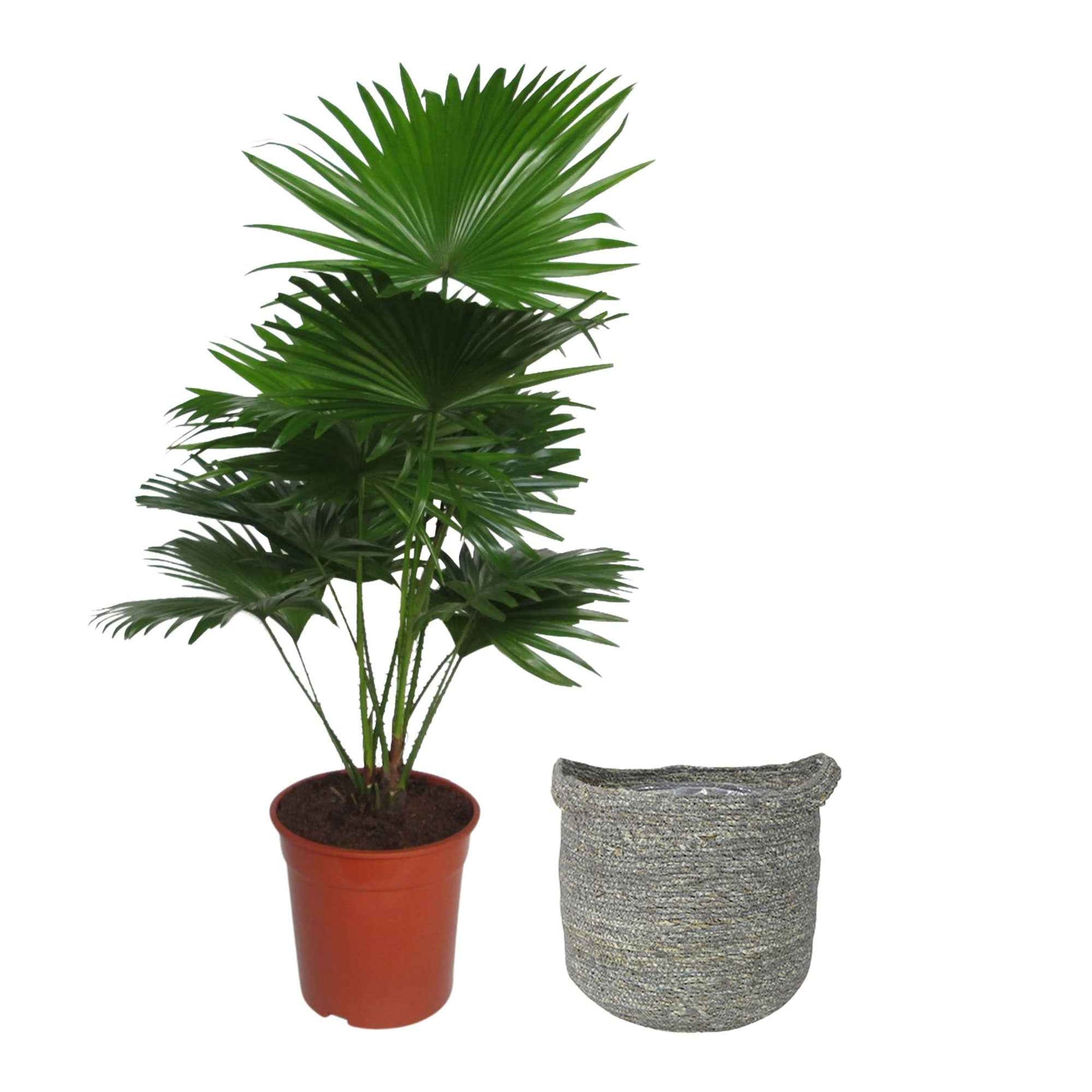 Kentia-Palme Livistona rotundifolia inkl. Weidenkorb, grau - Grüne Zimmerpflanzen
