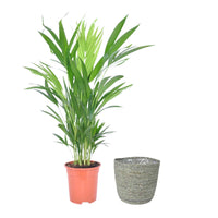 Areca-Palme Dypsis lutescens inkl. Weidenkorb, grau - Büropflanzen