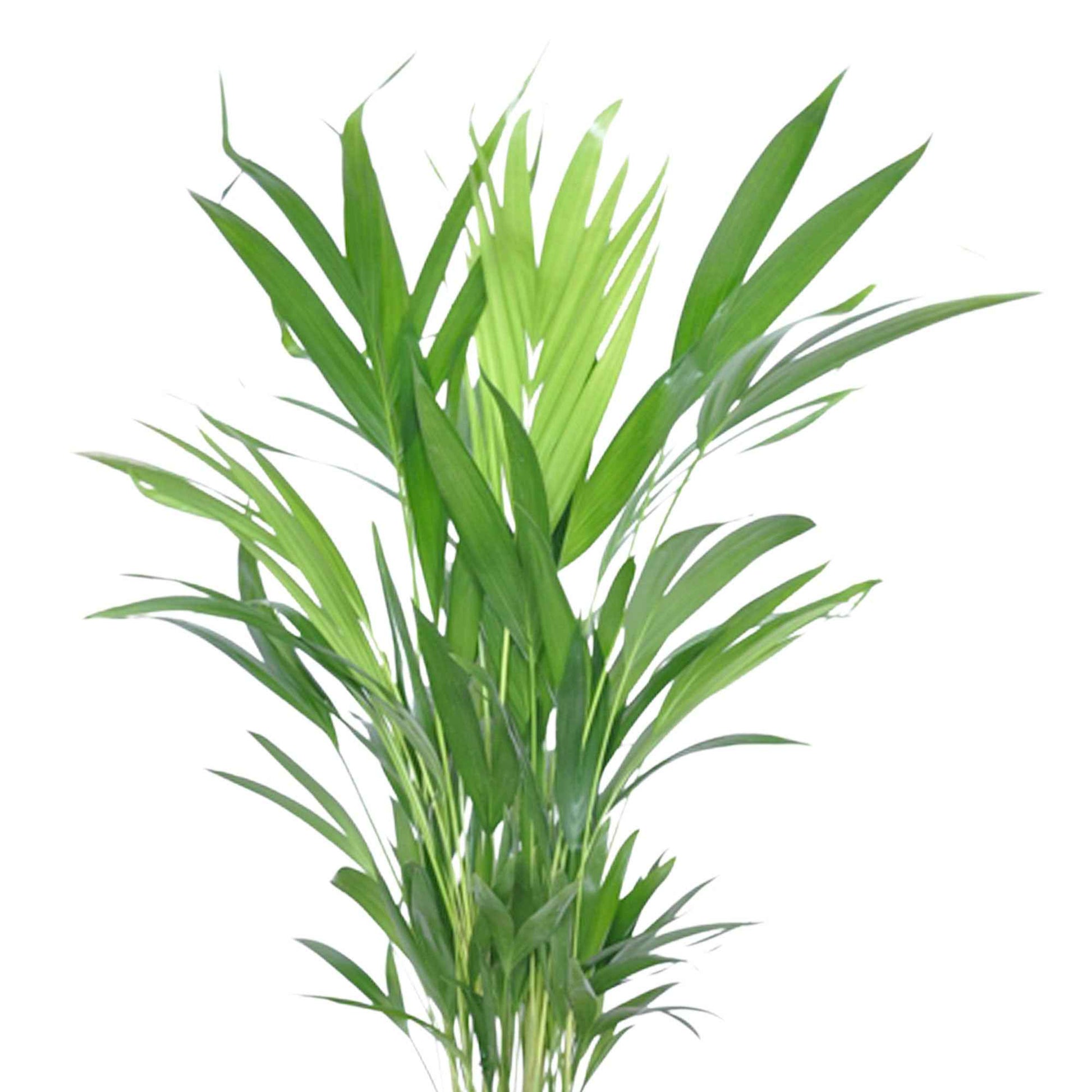 Areca-Palme Dypsis lutescens inkl. Weidenkorb, grau - Beliebte grüne Zimmerpflanzen