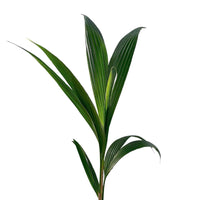 Kokospalme Cocos nucifera inkl. Dekotopf - Grüne Zimmerpflanzen