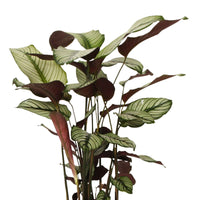 Schattenpflanze Calathea 'White Star' inkl. Ziertopf, goldfarben - Calathea