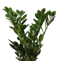 Tempelbaum Zamioculcas zamiifolia inkl. Ziertopf, weiß - Büropflanzen