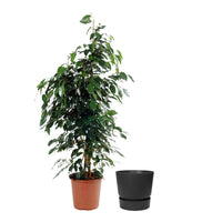 Birkenfeige Ficus benjamina 'Danielle' inkl. Ziertopf, schwarz - Grüne Zimmerpflanzen
