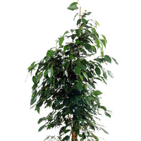 Birkenfeige Ficus benjamina 'Danielle' inkl. Ziertopf, schwarz - Büropflanzen