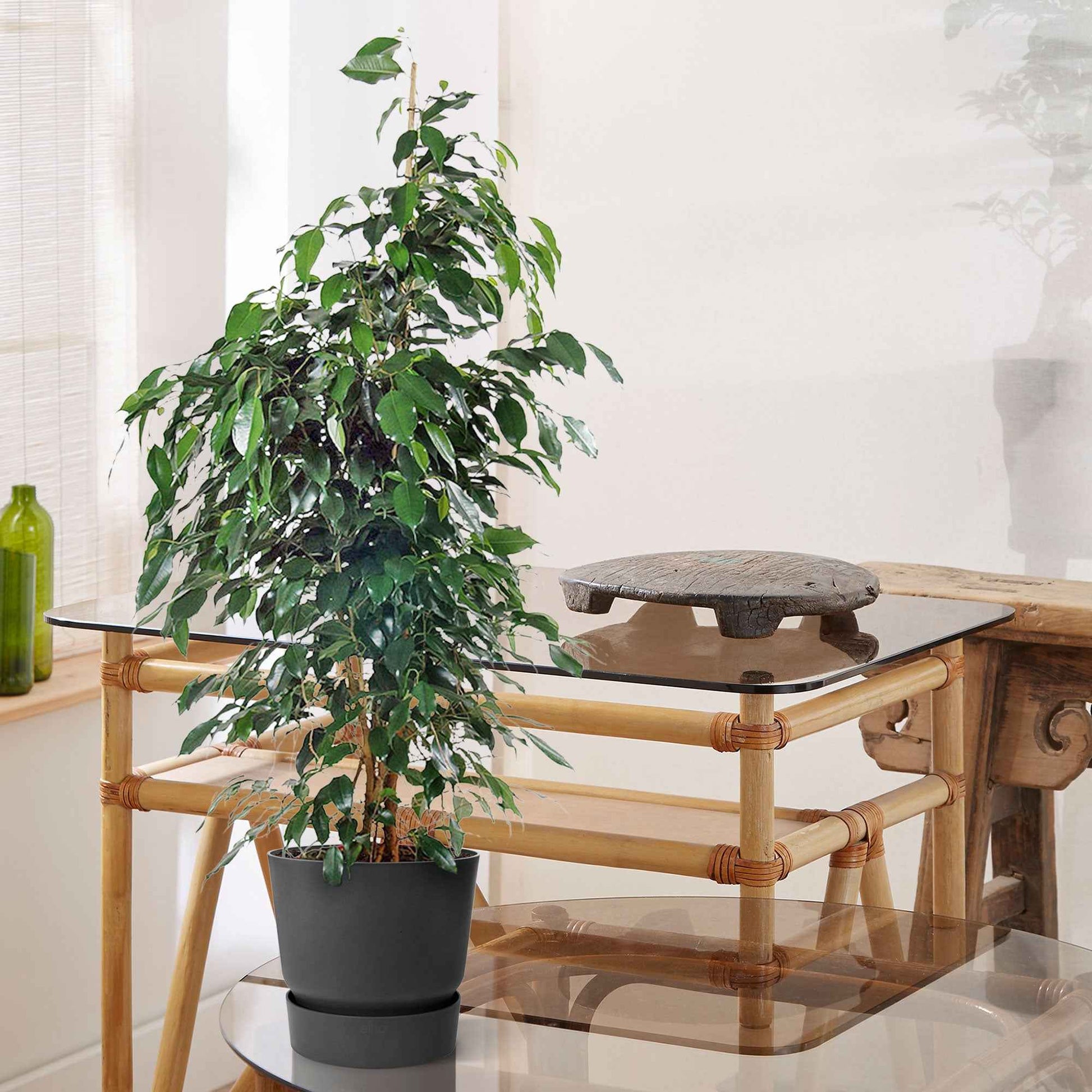 Birkenfeige Ficus benjamina 'Danielle' inkl. Ziertopf, schwarz - Beliebte grüne Zimmerpflanzen