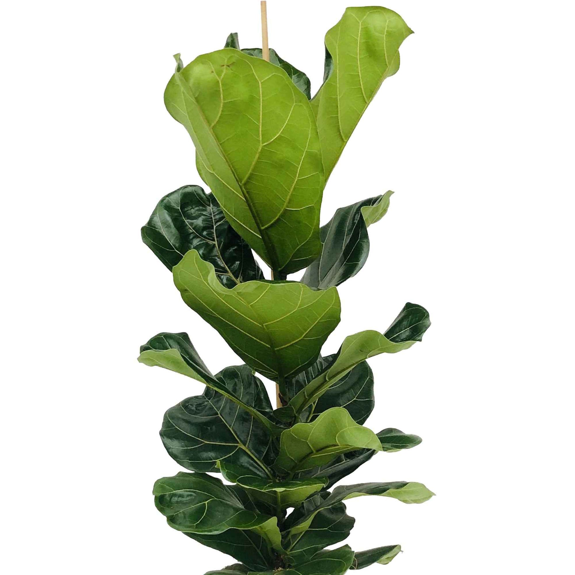 Geigen-Feige Ficus lyrata inkl. Ziertopf, grün - Beliebte Zimmerpflanzen