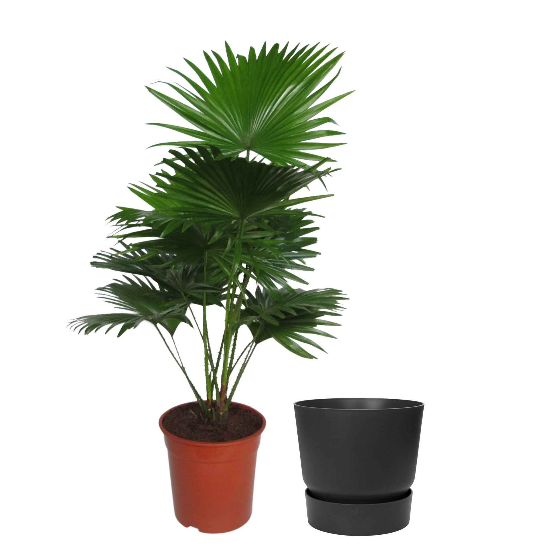 Kentia-Palme Livistona rotundifolia inkl. Ziertopf, schwarz - Grüne Zimmerpflanzen