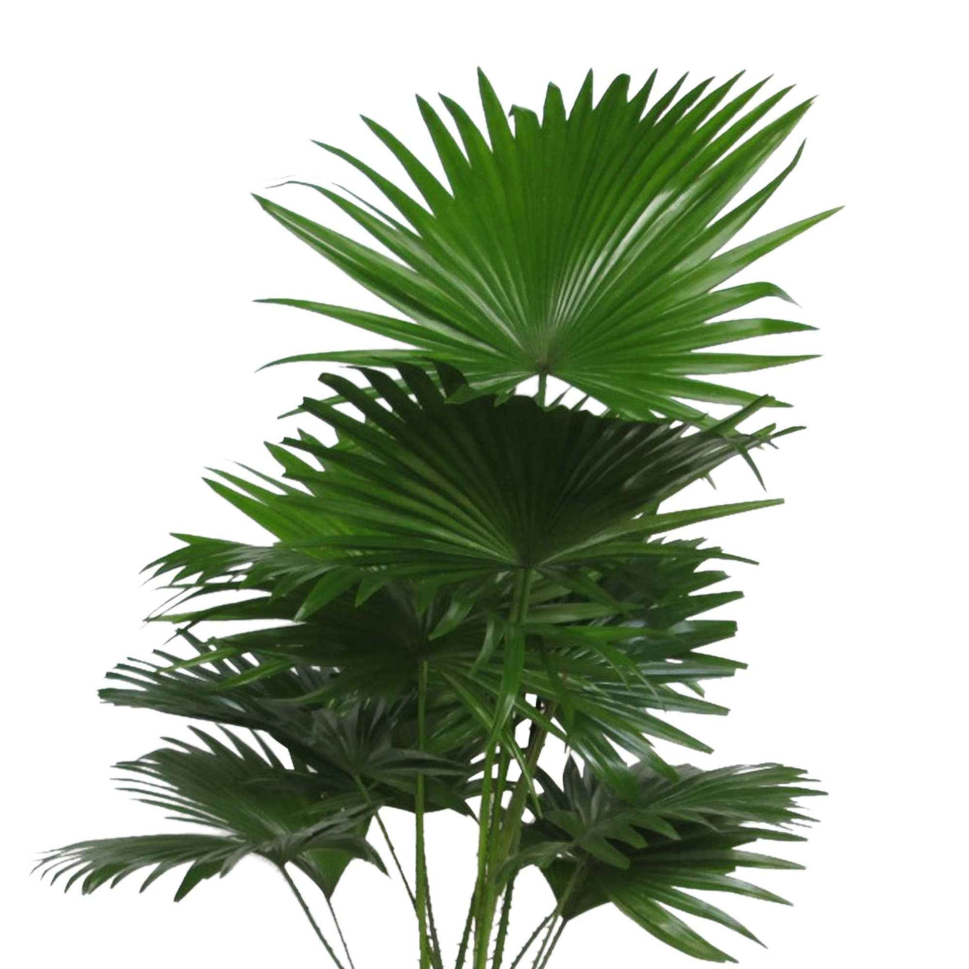 Kentia-Palme Livistona rotundifolia inkl. Ziertopf, schwarz - Büropflanzen