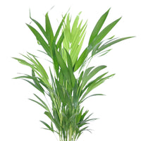 Areca-Palme Dypsis lutescens inkl. Ziertopf, weiß - Beliebte grüne Zimmerpflanzen