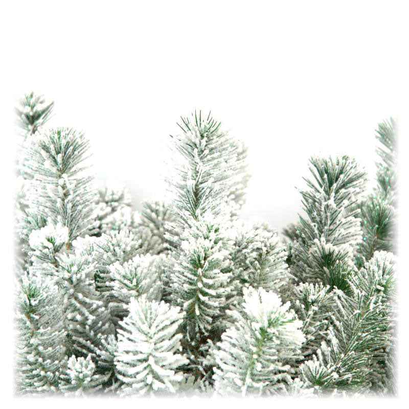 Koniferen Pinus  pinea Pinien mit Schnee  - Mini Weihnachtsbaum - Bäume und Hecken