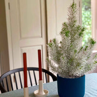 Koniferen Pinus  pinea Pinien mit Schnee  - Mini Weihnachtsbaum - Bäume