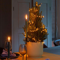 Zwergtanne Picea glauca Conica  - Mini Weihnachtsbaum - Alle Bäume und Hecken