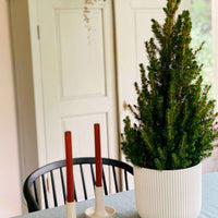 Zwergtanne Picea glauca Conica  - Mini Weihnachtsbaum - Bäume und Hecken