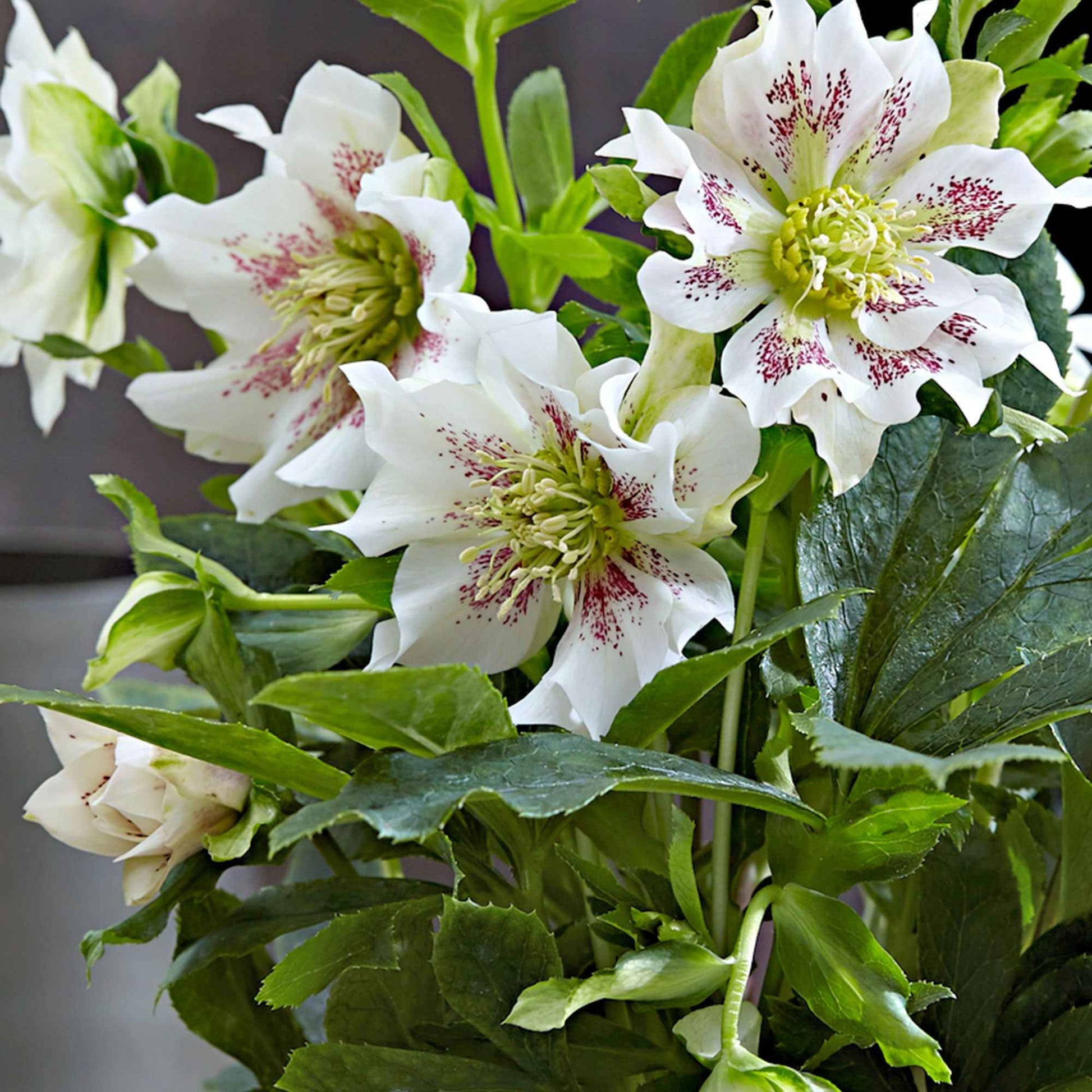 Christrose Helleborus 'Hello Pearl' Rosa-Weiß - Winterhart - Blühende Gartenpflanzen