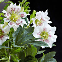 Christrose Helleborus 'Hello Pearl' Rosa-Weiß - Winterhart - Blühende Gartenpflanzen