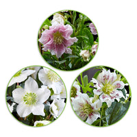 Christrose - Mischung 'Prachtige Helleborus' inkl. Ziertopf, weiß - Blühende Gartenpflanzen