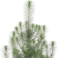 Koniferen Pinien Pinus pinea 'Silver Crest' inkl. Ziertopf, anthrazit 'Silver Crest' - Winterhart - Alle Bäume und Hecken