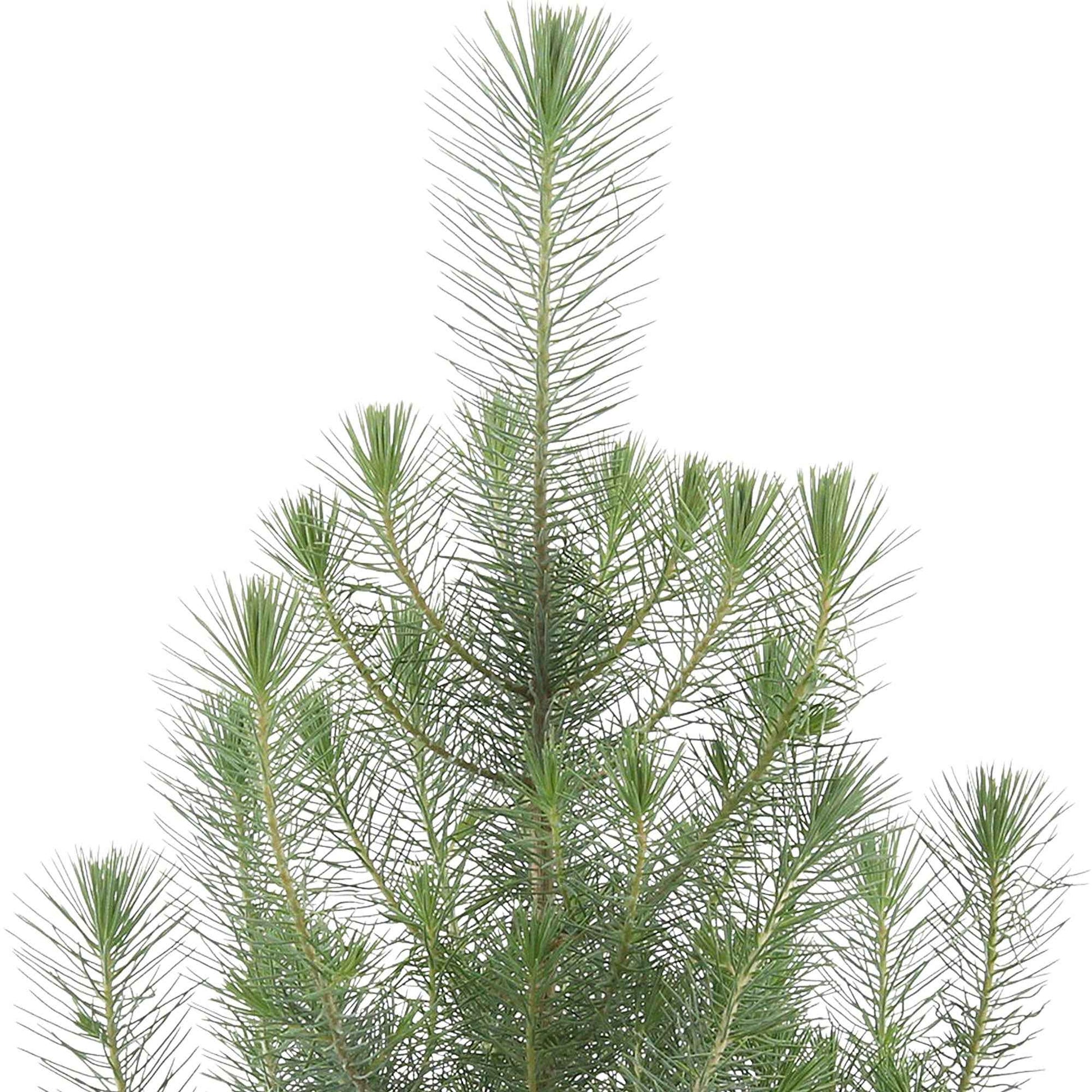 Koniferen Pinien Pinus pinea 'Silver Crest' inkl. Ziertopf, anthrazit 'Silver Crest' - Winterhart - Alle Bäume und Hecken