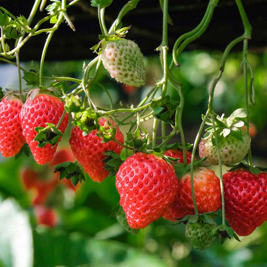 Erdbeere Fragaria 'Delizzimo' - Biologisch im Topf - Bio-Gartenpflanzen