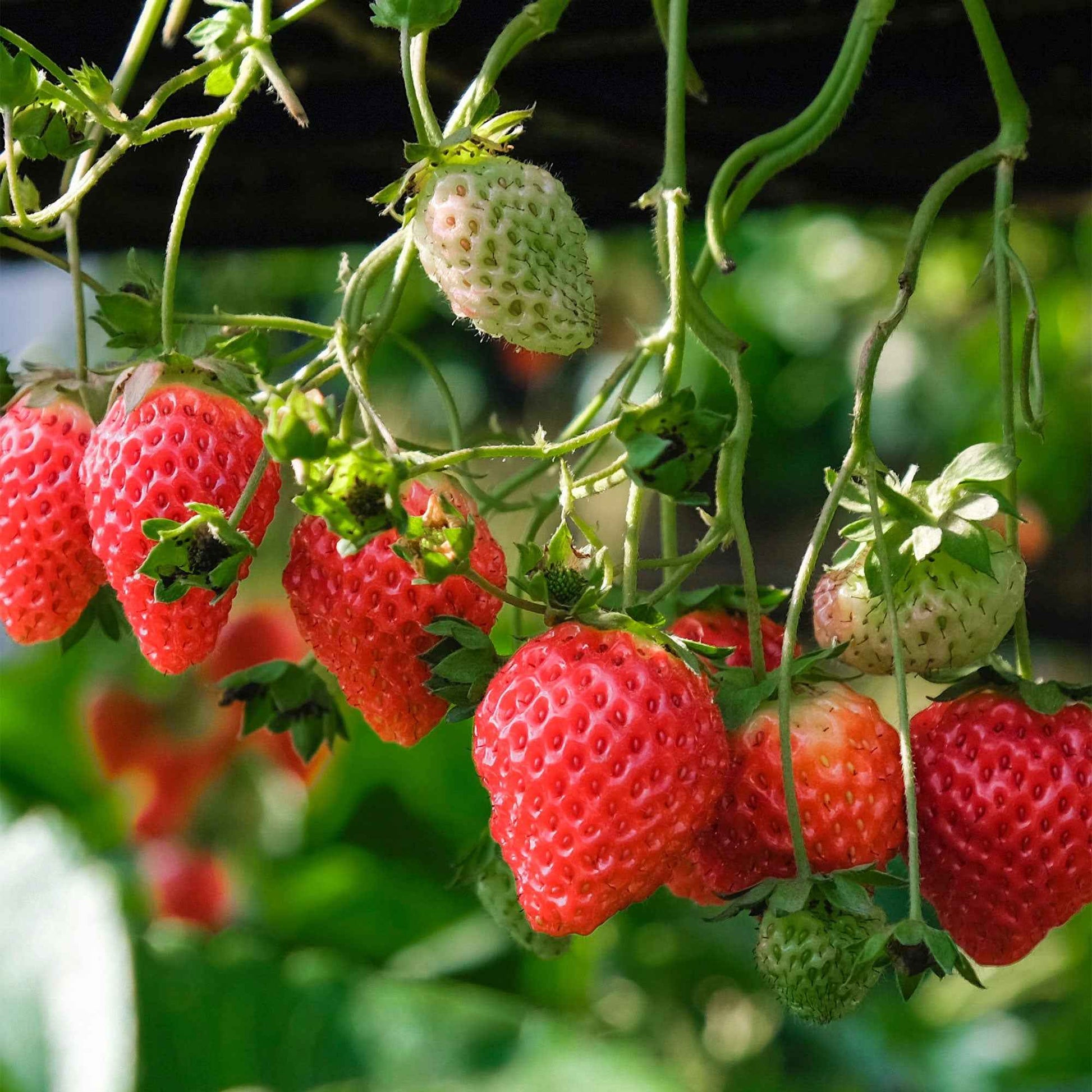 Erdbeere Fragaria 'Delizzimo' - Biologisch im Topf - Erdbeeren