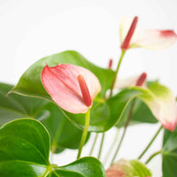 Flamingopflanze Anthurium 'Hotlips' Rosa-Weiß inkl. Dekotopf - Beliebte blühende Zimmerpflanzen