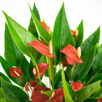 Flamingopflanze Anthurium 'Million Flowers' Rot inkl. Dekotopf - Blühende Zimmerpflanzen