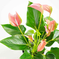 Flamingopflanze Anthurium 'Joli Pink' Rosa inkl. Dekotopf - Blühende Zimmerpflanzen