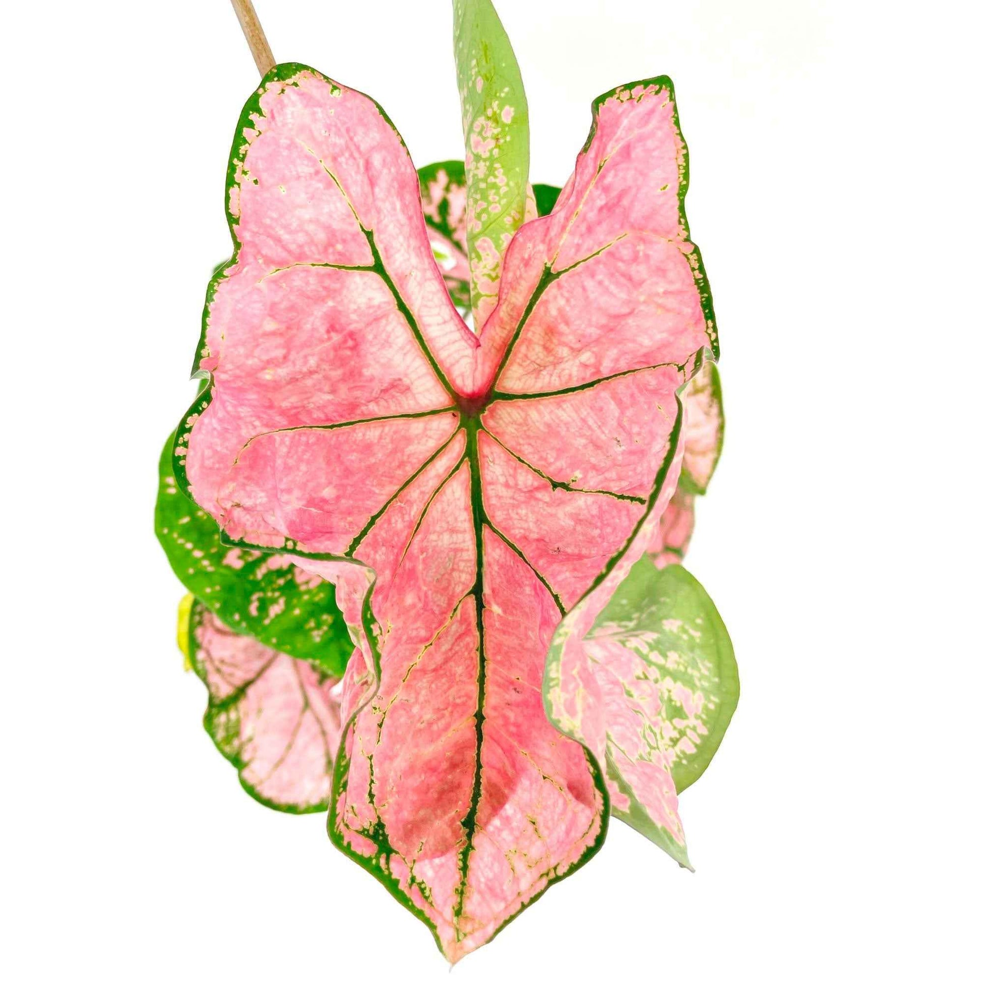 4x Caladium - Mischung rot-rosa-weiβ inkl. Ziertopf - Alle Pflanzen mit Topf