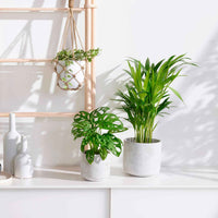 3x Zimmerpflanzen - Mix 'Tropisches Zuhause' Inkl. Ziertöpfe - Beliebte grüne Zimmerpflanzen