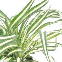 Grünlilie Chlorophytum 'Atlantic' inkl. Dekotopf und Holzhocker - Chlorophytum - Graslilie