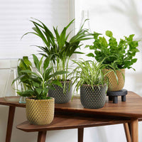 4x Luftreinigende Pflanzen - Mischung 'Frisse Lucht' Inkl. Ziertöpfe - Beliebte grüne Zimmerpflanzen
