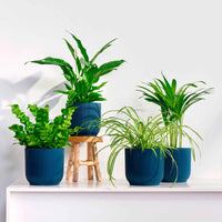 Luftreinigende Pflanzen - Mischung 'Zuiverend Groen' Inkl. Ziertöpfe - Beliebte grüne Zimmerpflanzen