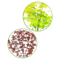 2x Japanischer Ahorn Acer 'Orange Dream'+ 'Shaina' rot-gelb-orange - Winterhart - Gartenpflanzen