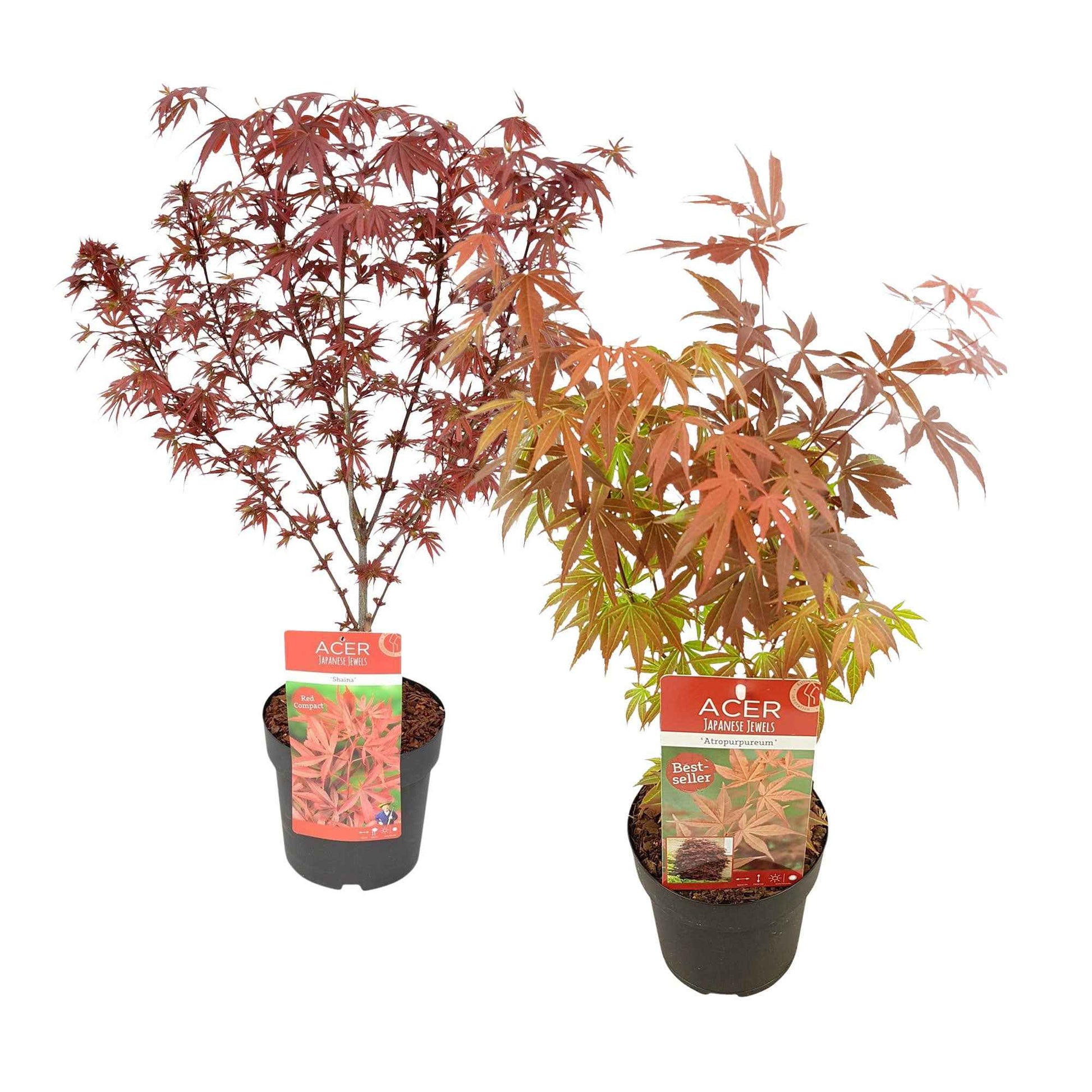 2x Japanischer Ahorn Acer 'Atropurpureum' + 'Shaina' rot - Winterhart - Gartenpflanzen