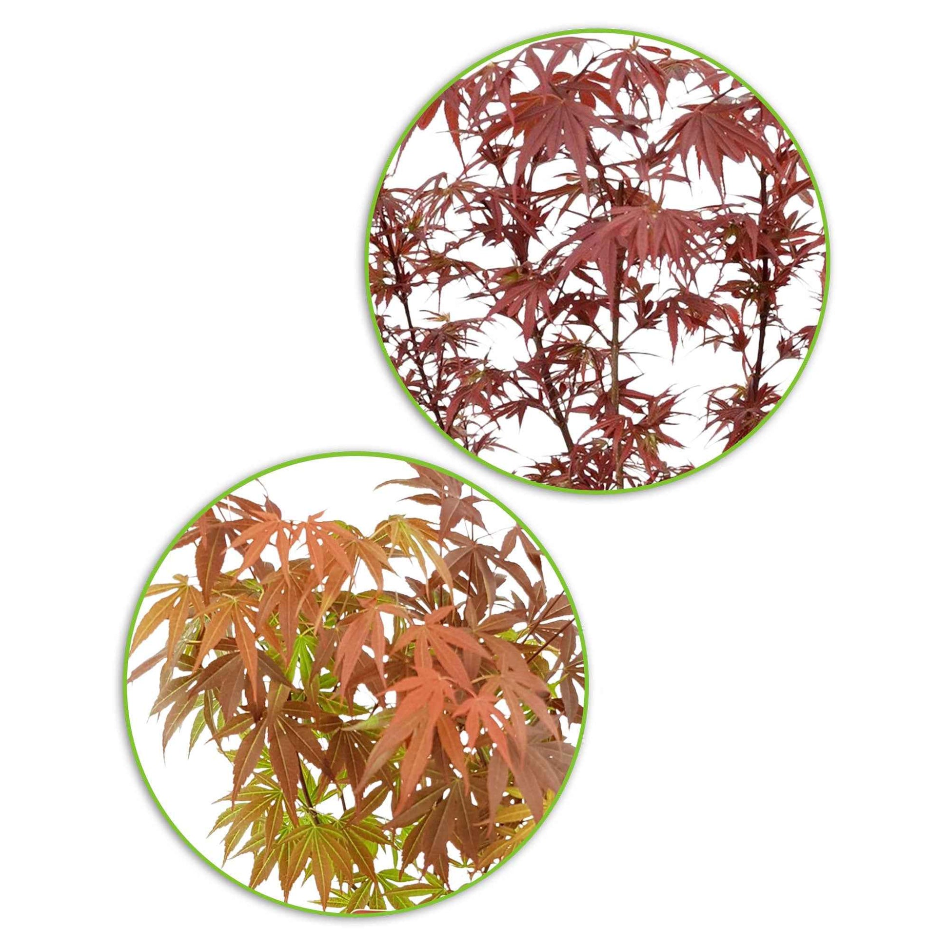2x Japanischer Ahorn Acer 'Atropurpureum' + 'Shaina' rot - Winterhart - Japanischer Ahorn