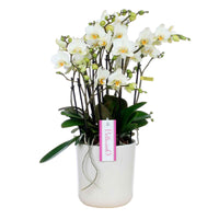 Schmetterlings Orchidee Phalaenopsis 'Bellisimo Bella' Weiß inkl. Dekotopf - Blühende Zimmerpflanzen