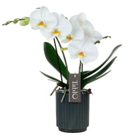 Schmetterlings Orchidee Phalaenopsis 'Tablo Champagne' Weiß inkl. Dekotopf - Blühende Zimmerpflanzen