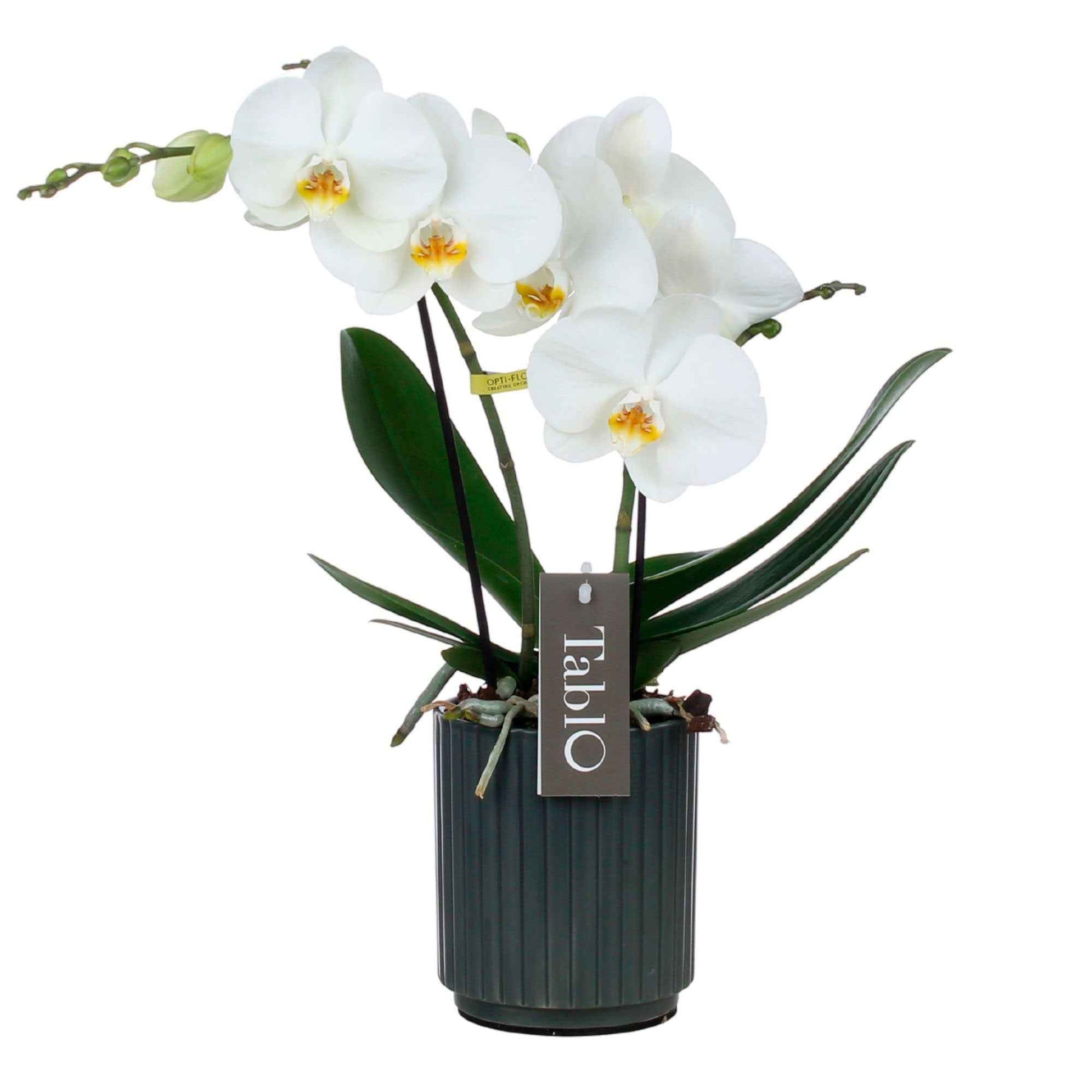 Schmetterlings Orchidee Phalaenopsis 'Tablo Champagne' Weiß inkl. Dekotopf - Nach Trends