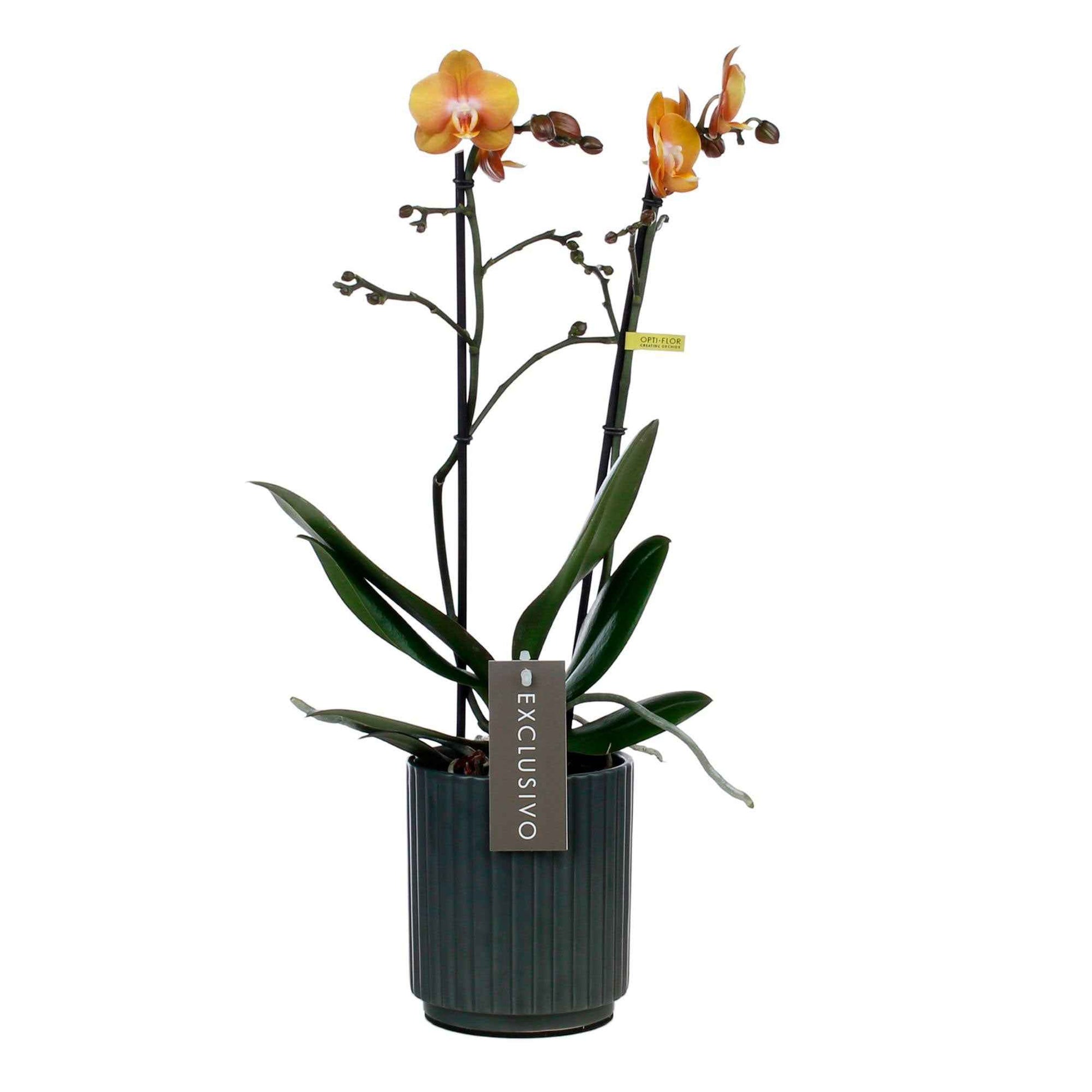 Schmetterlings Orchidee Phalaenopsis 'Las Vegas' Orange inkl. Dekotopf - Nach Trends