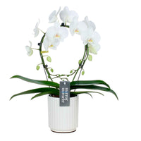 Schmetterlings Orchidee Phalaenopsis 'Mirror Miracle Aurora' Weiß inkl. Dekotopf - Blühende Zimmerpflanzen