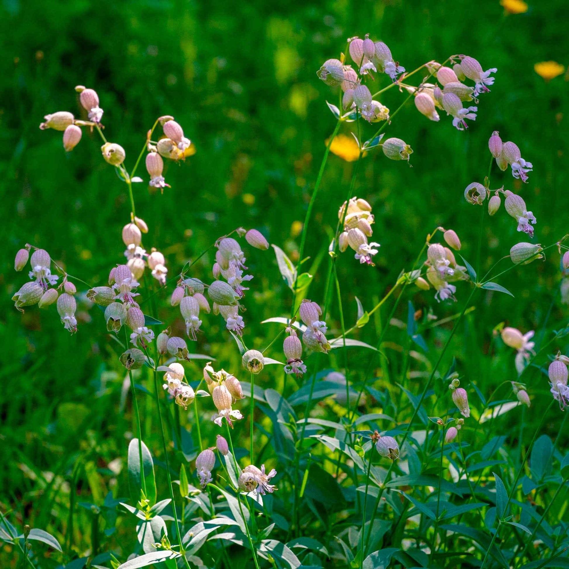 Taubenkropf-Leimkraut Silene vulgaris weiß biologisch – Winterhart - Bio-Gartenpflanzen